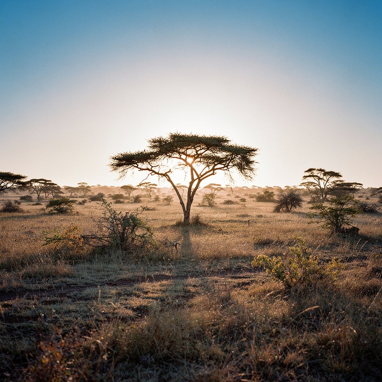 A vast, rolling savannah stretches towards the horizon under... | ShopAyahuascaRetreats