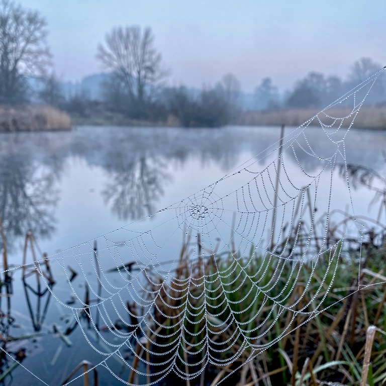 Dew-covered spiderweb over a pond at dawn | ShopAyahuascaRetreats