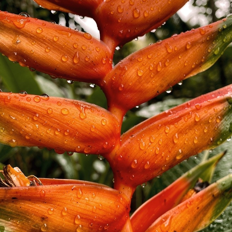 Heliconia flowers in vivid orange-red, dripping with rain | ShopAyahuascaRetreats