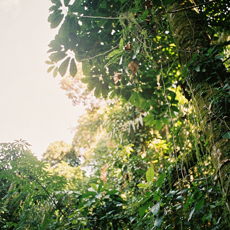 Jungle canopy viewed from below, dappled sunlight | ShopAyahuascaRetreats
