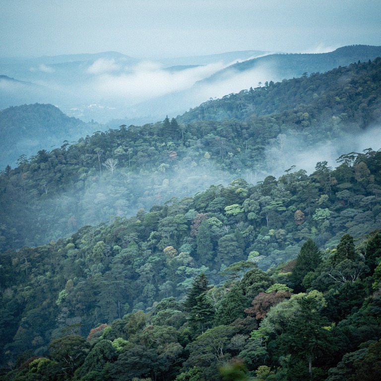 Layers of misty forested ridges fading into distance | ShopAyahuascaRetreats