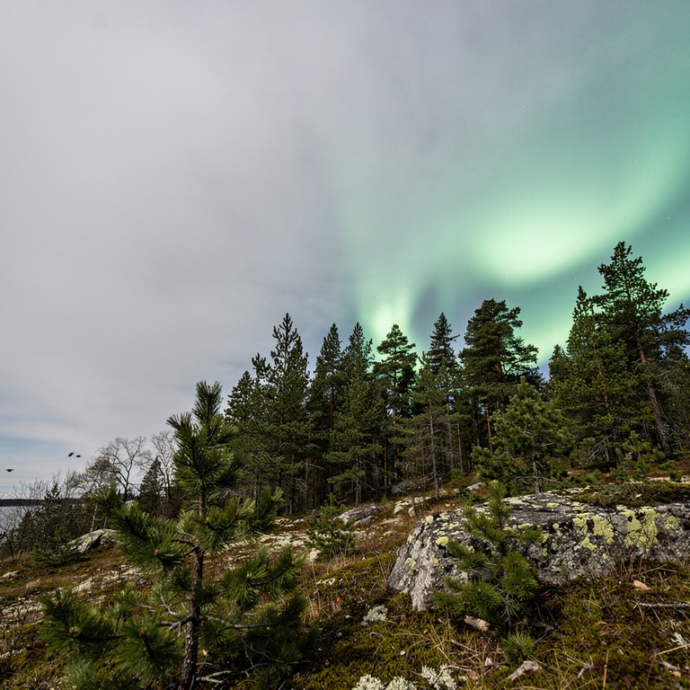Northern lights over a spruce forest, cool green glow | ShopAyahuascaRetreats