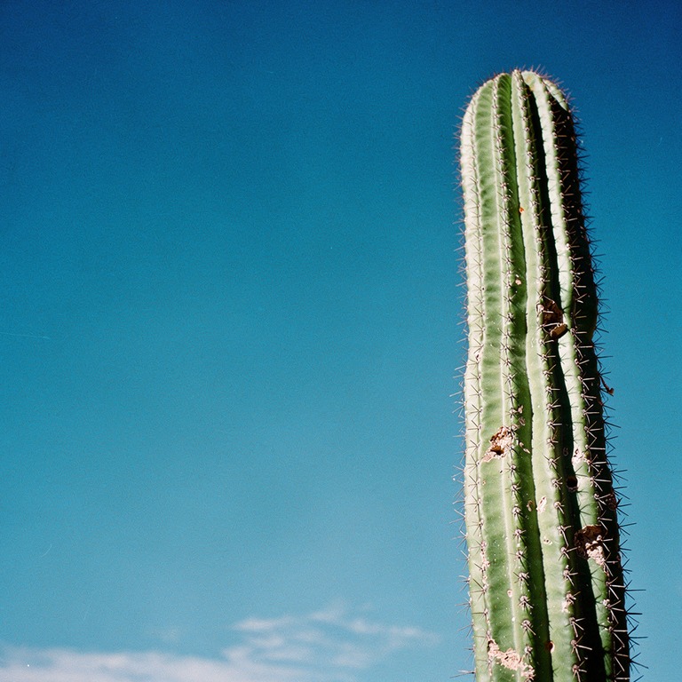 San Pedro cactus column rising against a deep blue sky, hars... | ShopAyahuascaRetreats