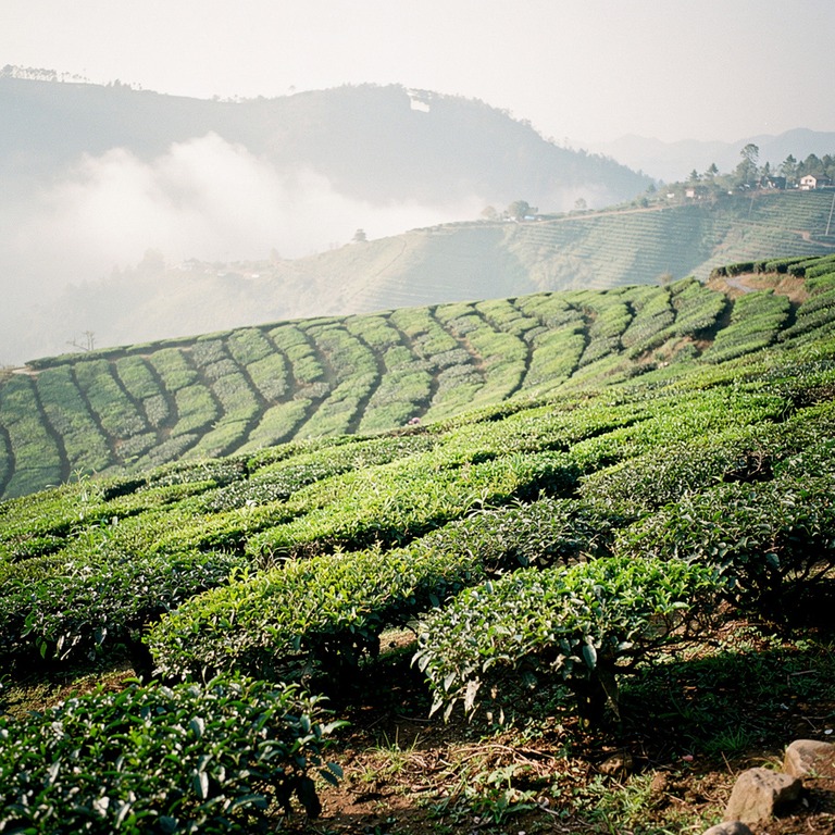 Tea plantation terraces with bright green new leaves, mounta... | ShopAyahuascaRetreats