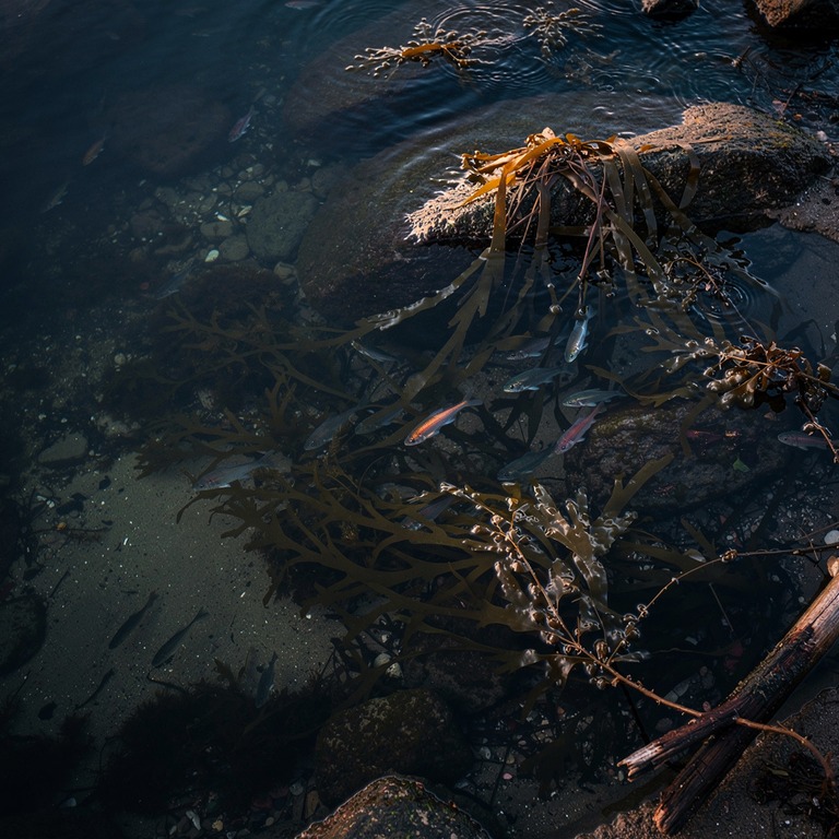 Tide pool with kelp and small fish, overhead view | ShopAyahuascaRetreats