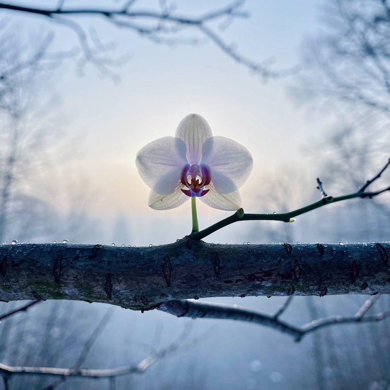 A delicate, backlit orchid on a tree branch, its petals sway... | ShopAyahuascaRetreats