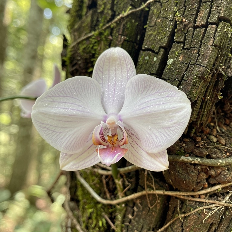 A delicate, singular orchid blooms on the bark of a tree, re... | ShopAyahuascaRetreats