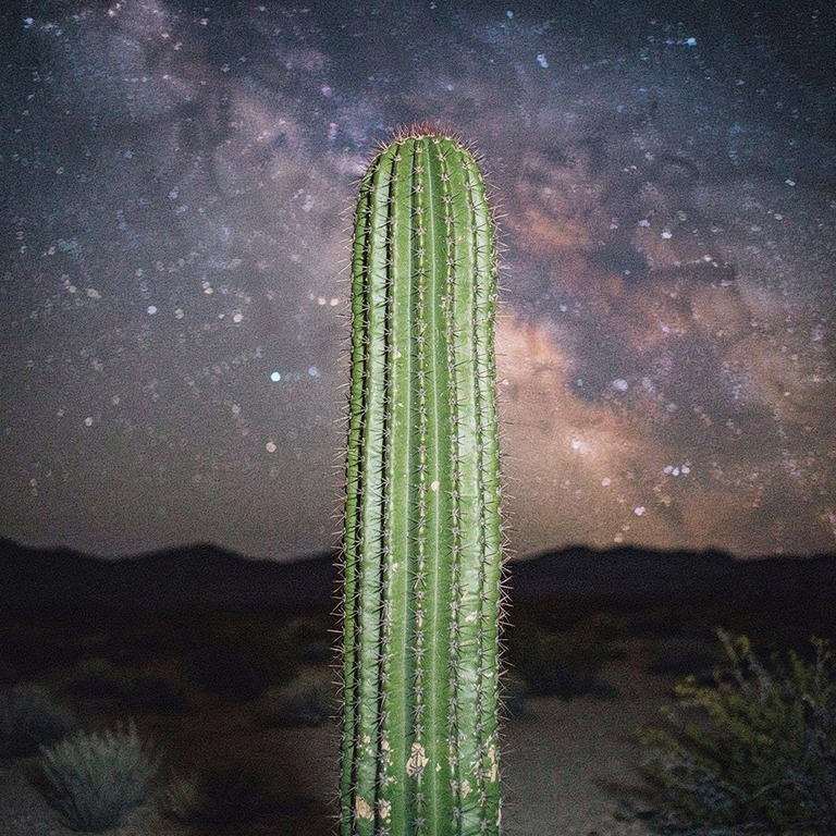A solitary San Pedro cactus stands under the Milky Way in a ... | ShopAyahuascaRetreats