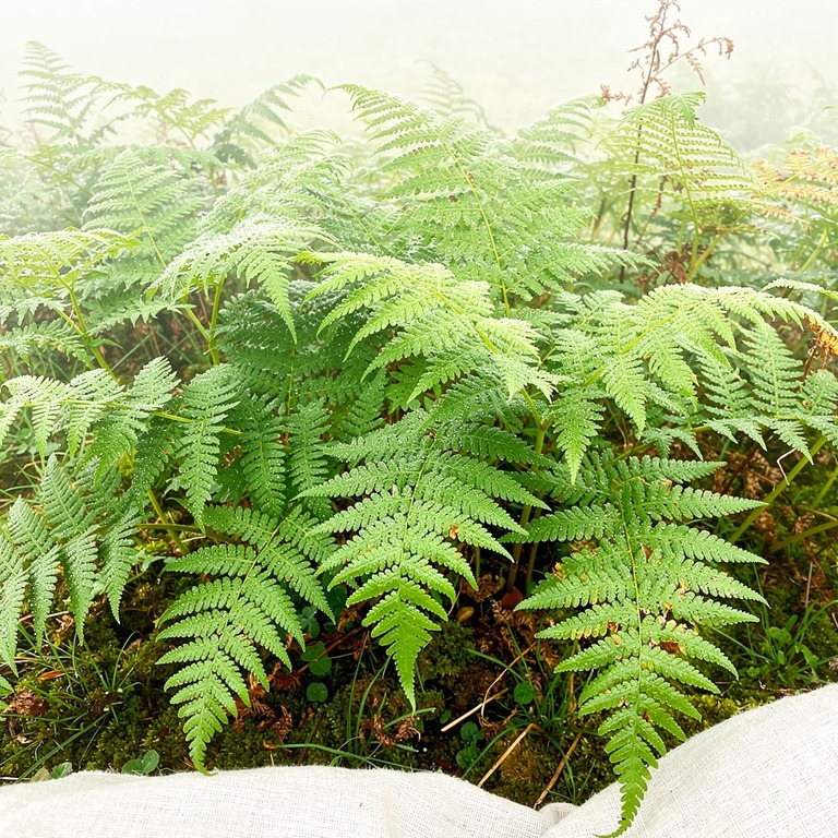 Bracken fern thicket in early morning mist | ShopAyahuascaRetreats