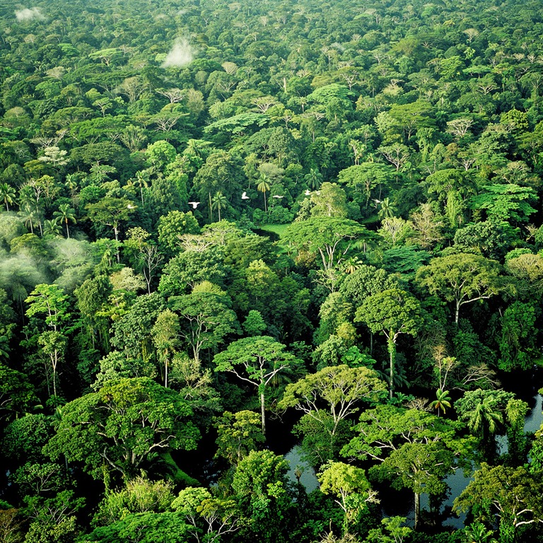 Rainforest crown layer viewed from above, mosaic of greens | ShopAyahuascaRetreats