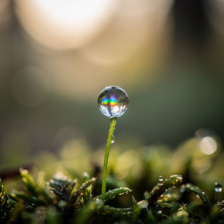 Single drop of dew on a moss tip, refracted rainbow inside | ShopAyahuascaRetreats
