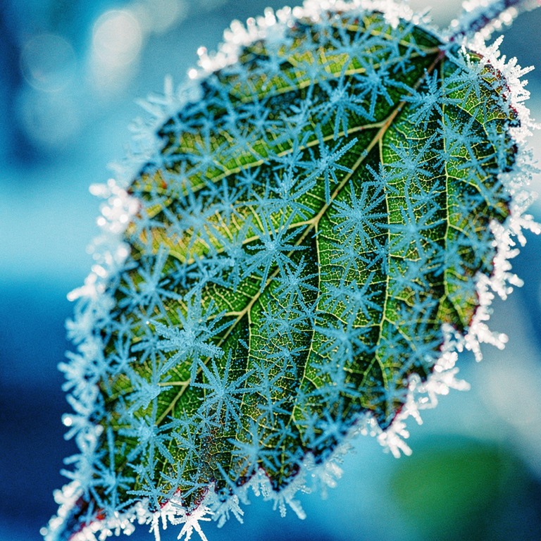 A intricate, crystalline structure of frost on a leaf, backl... | ShopAyahuascaRetreats
