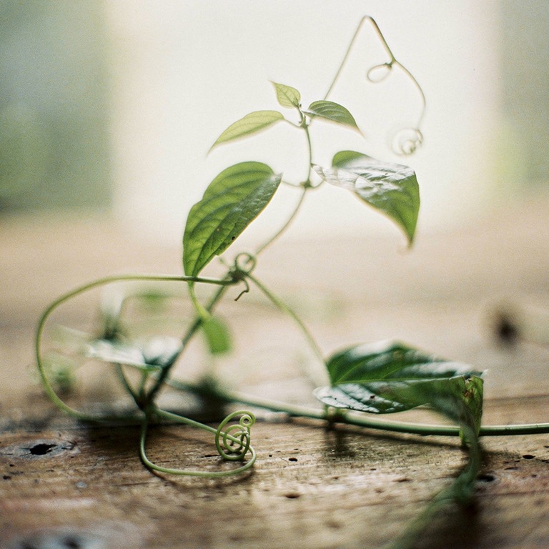 A macro shot of a delicate ayahuasca vine, its intricate ste... | ShopAyahuascaRetreats