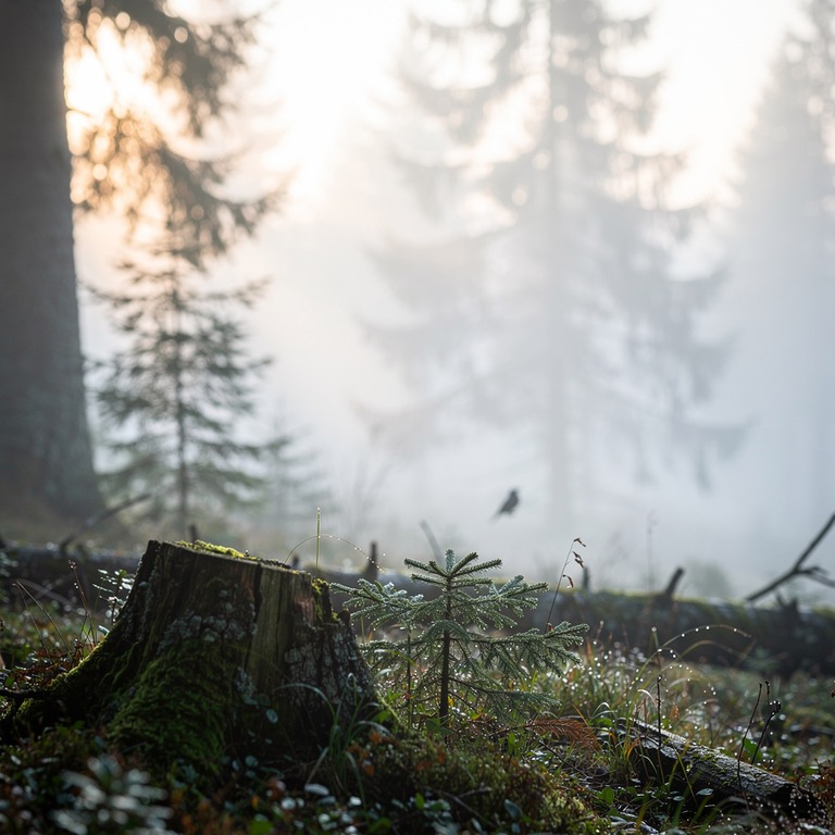 Misty fir forest at dawn, layered silhouettes | ShopAyahuascaRetreats