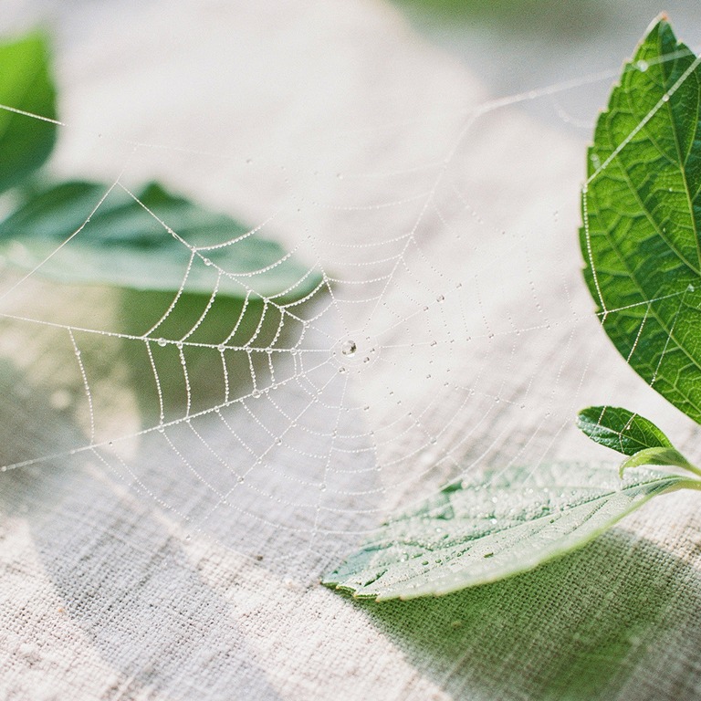 Spider's web stretched between two leaves with morning dew | ShopAyahuascaRetreats