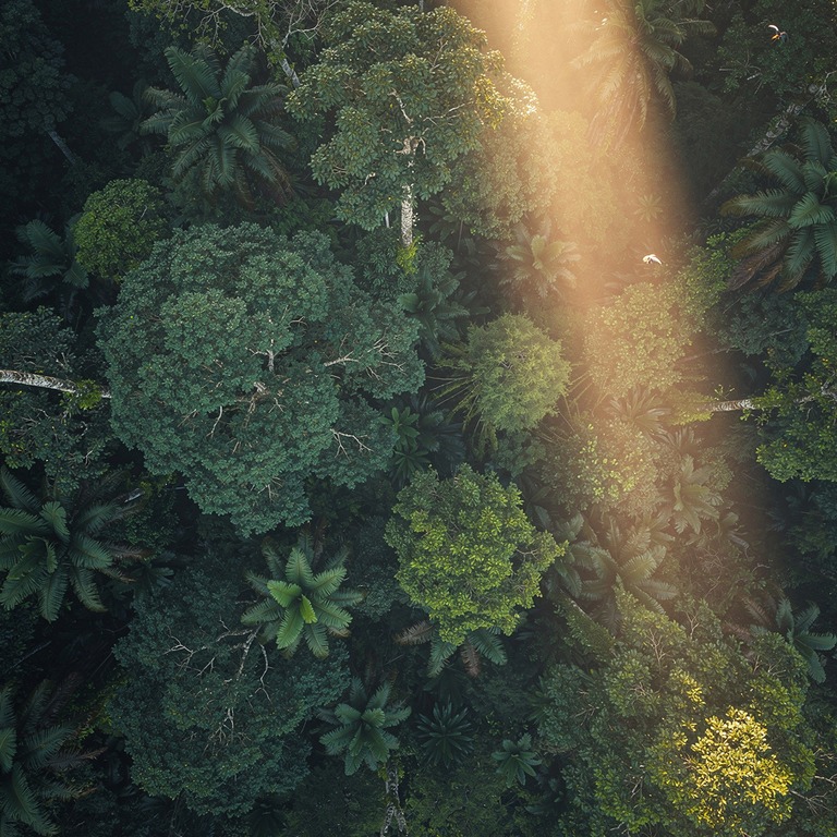 Sunbeam piercing through deep rainforest mist, layered green... | ShopAyahuascaRetreats