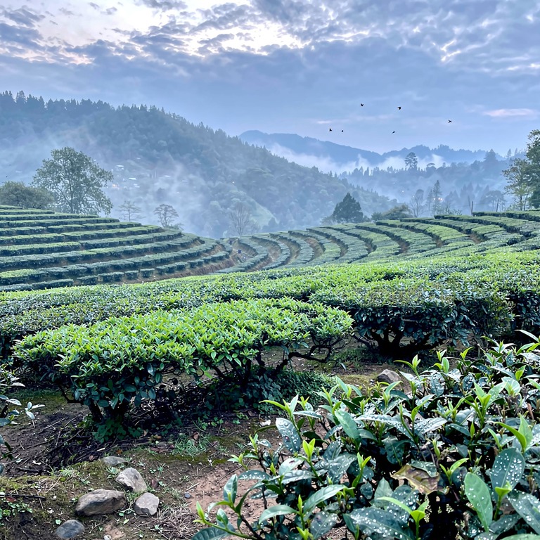 Tea plantation terraces with bright green new leaves, mounta... | ShopAyahuascaRetreats