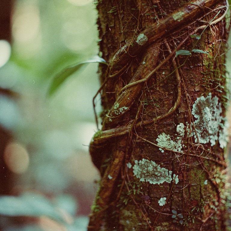 A macro shot of a ayahuasca vine wrapped around a tree trunk... | ShopAyahuascaRetreats