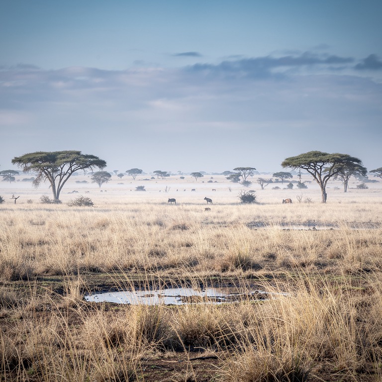 A sunny savannah landscape stretches to the horizon, with ac... | ShopAyahuascaRetreats