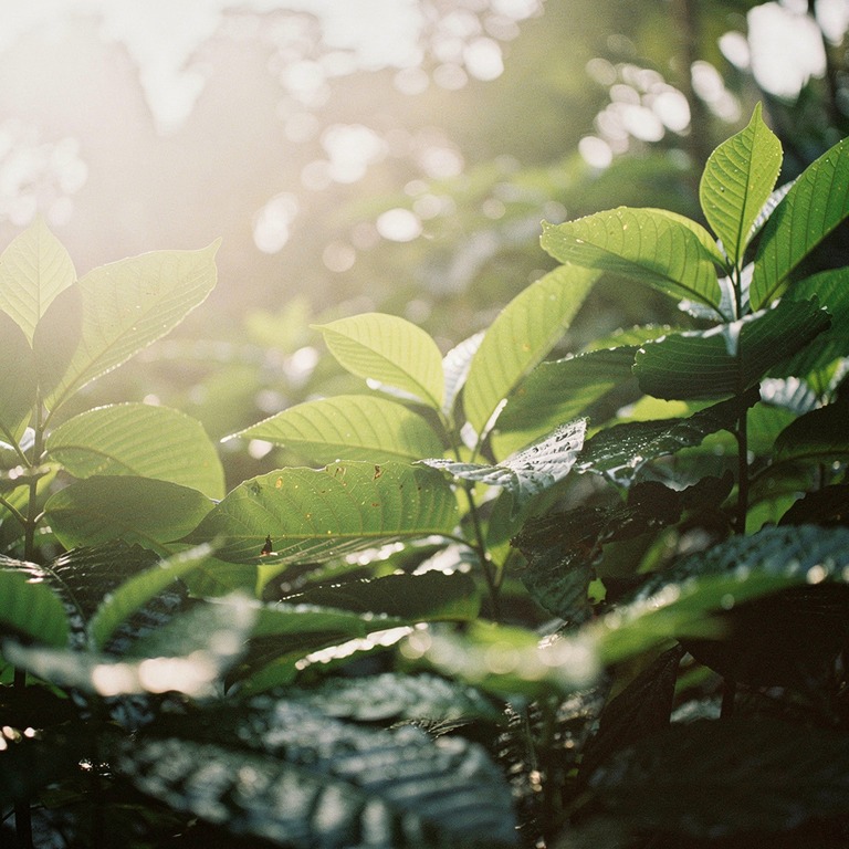Coca plant leaves in bright morning sunshine, sharp green de... | ShopAyahuascaRetreats