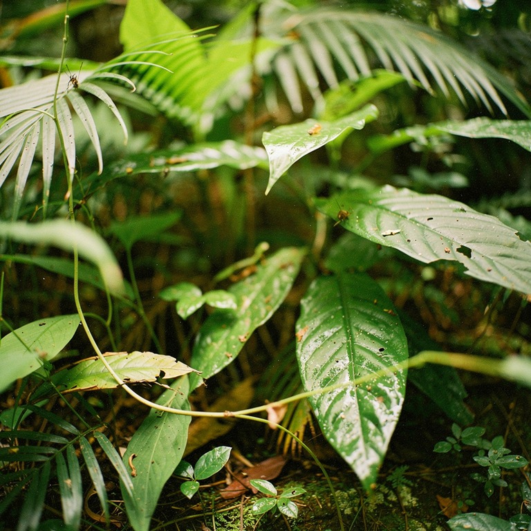Dense tropical undergrowth shot from ground level, green wal... | ShopAyahuascaRetreats
