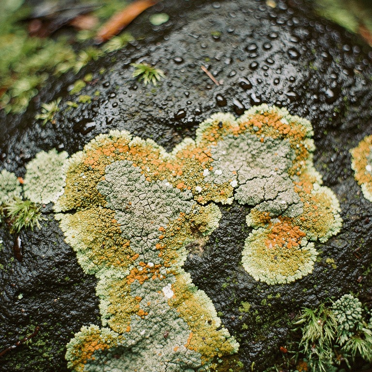 Lichen pattern on a wet rainforest boulder, abstract texture | ShopAyahuascaRetreats