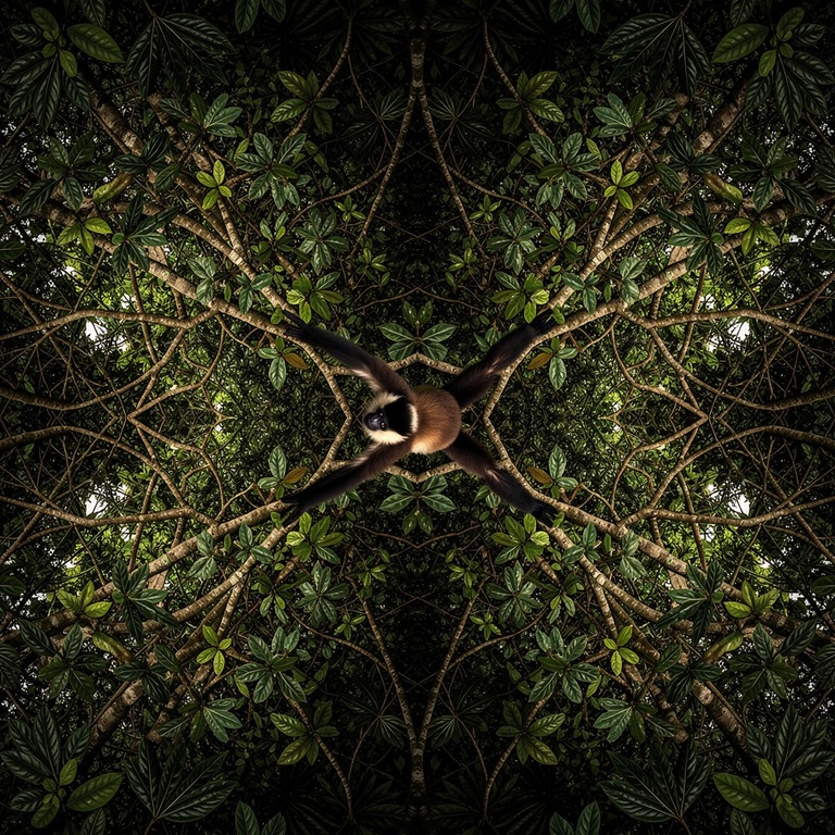 Spider monkey swinging through dense canopy | ShopAyahuascaRetreats
