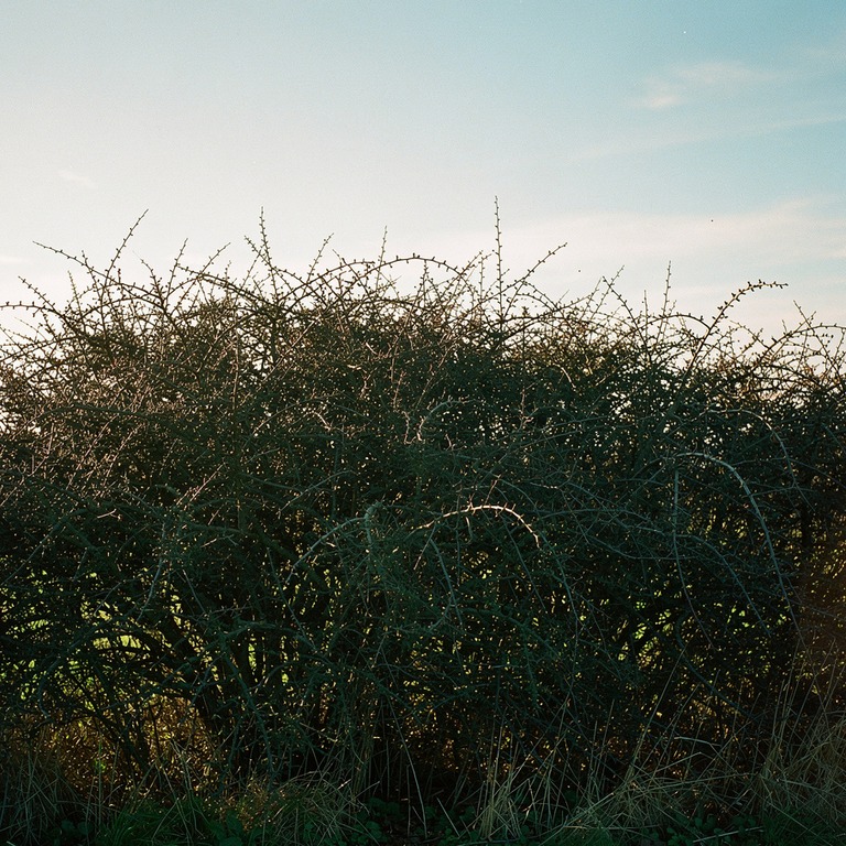 A dense thicket of blackthorn bushes, overgrown and impenetr... | ShopAyahuascaRetreats