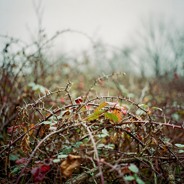 A dense thicket of overgrown brambles and thorns, set agains... | ShopAyahuascaRetreats