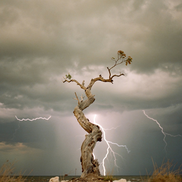 A solitary, twisted tree branch stretches towards a stormy s... | ShopAyahuascaRetreats