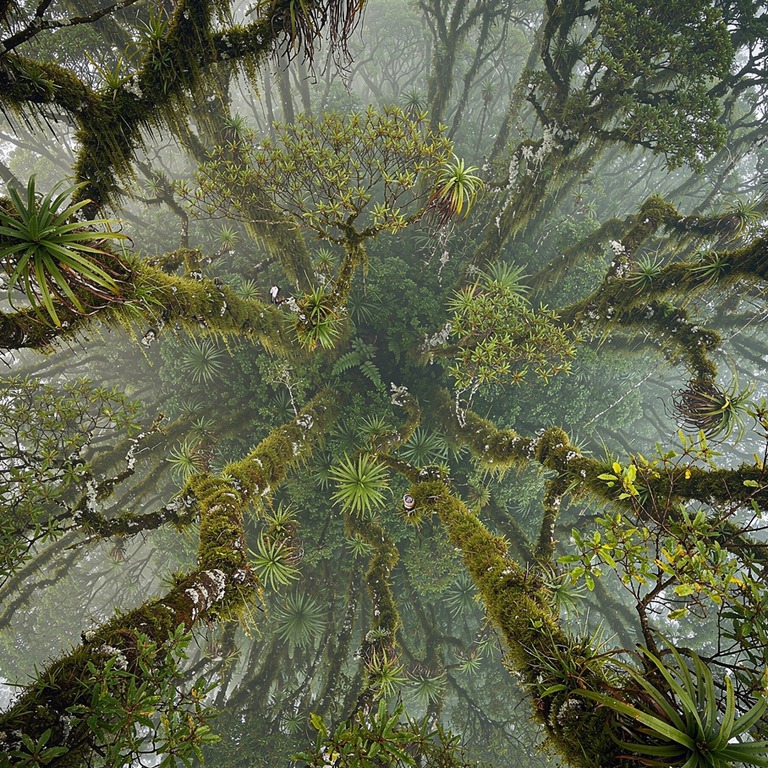 Cloud forest with epiphytes and dripping moss on every branc... | ShopAyahuascaRetreats