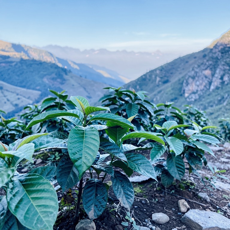 Coca plant leaves in bright morning sunshine, sharp green de... | ShopAyahuascaRetreats