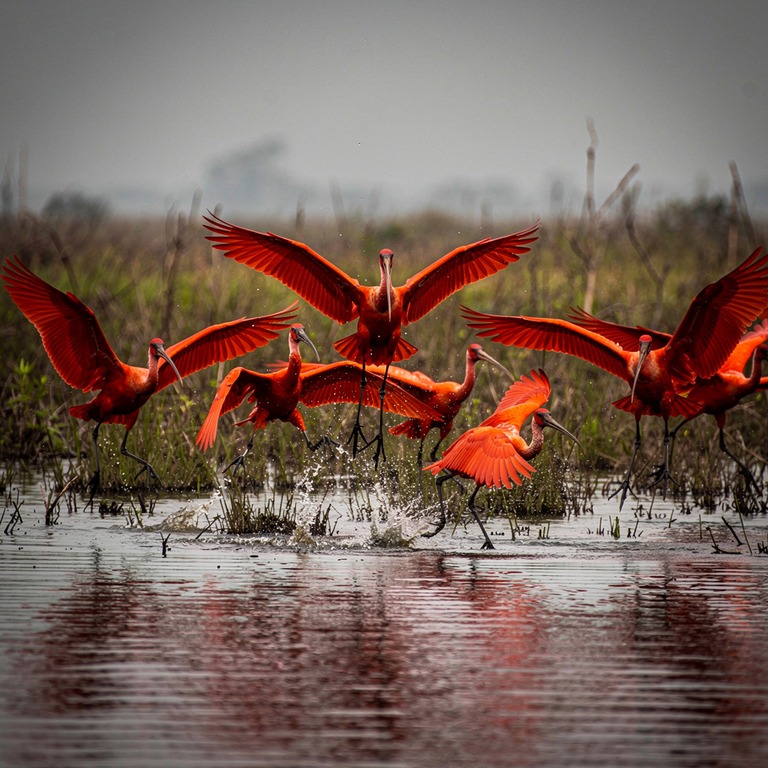 Flock of scarlet ibises taking off from a marshland | ShopAyahuascaRetreats
