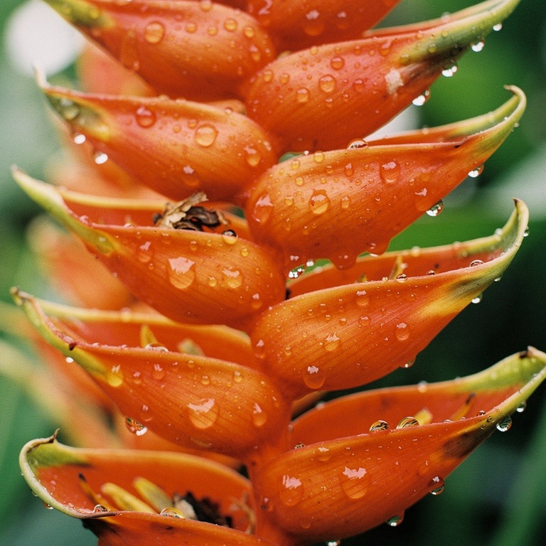 Heliconia flowers in vivid orange-red, dripping with rain | ShopAyahuascaRetreats