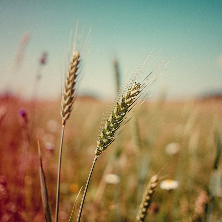 In the heart of a lush meadow, a few stalks of tall, green w... | ShopAyahuascaRetreats