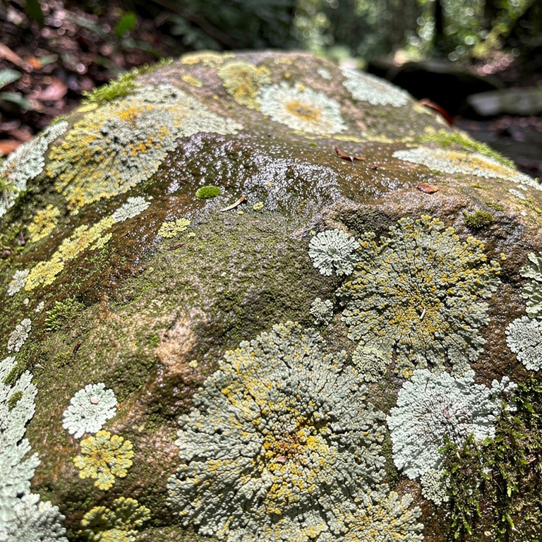 Lichen pattern on a wet rainforest boulder, abstract texture | ShopAyahuascaRetreats