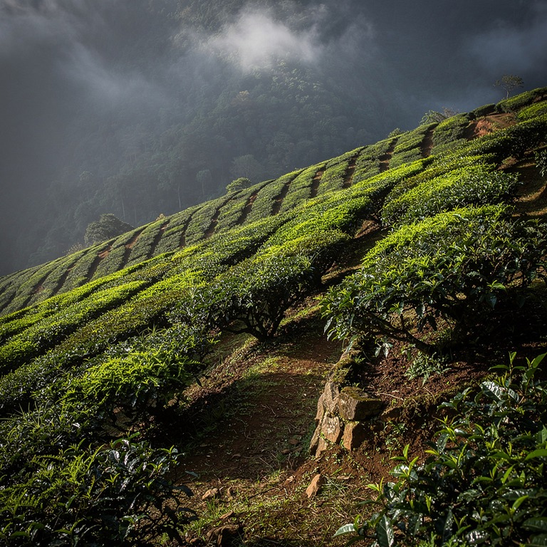 Tea plantation terraces with bright green new leaves, mounta... | ShopAyahuascaRetreats