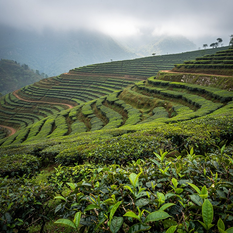 Tea plantation terraces with bright green new leaves, mounta... | ShopAyahuascaRetreats